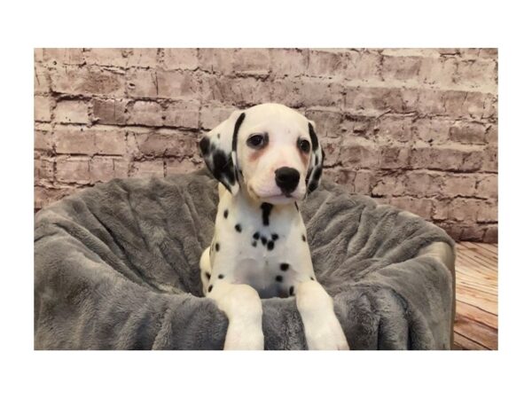 Dalmatian- Available 2/16-DOG-Male-White and Black-964-PetCenter Old Bridge, New Jersey