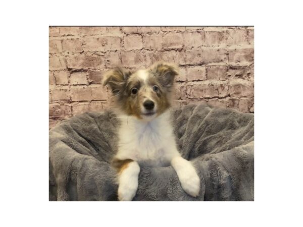 Shetland Sheepdog- Available 1/19-DOG-Male-Blue Merle White and Tan-886-PetCenter Old Bridge, New Jersey