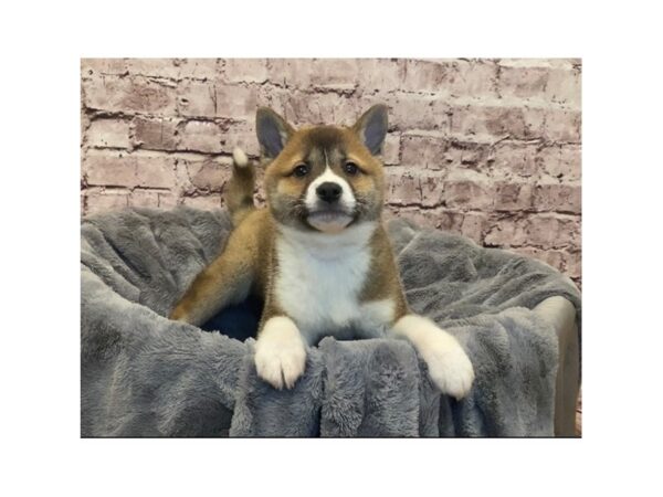 Shiba Inu- Available 2/16-DOG-Male-Red and White-969-PetCenter Old Bridge, New Jersey
