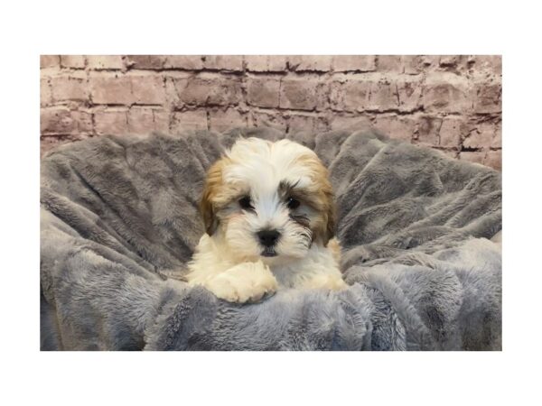 Teddy Bear- Available 2/16-DOG-Male-Gold and White-968-PetCenter Old Bridge, New Jersey
