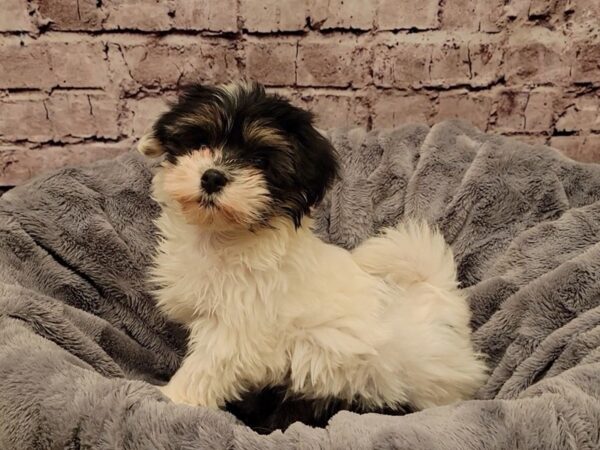 Havanese- Available 2/16-DOG-Female-Black and White-960-PetCenter Old Bridge, New Jersey