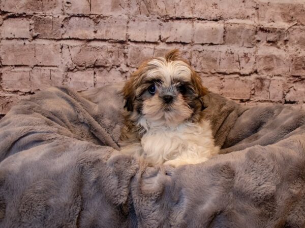 Shih Tzu- Available 2/23-DOG-Male-Gold and White-978-PetCenter Old Bridge, New Jersey