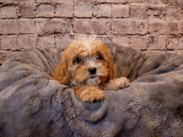 Cavapoo- Available 2/23-DOG-Male-Apricot-975-PetCenter Old Bridge, New Jersey