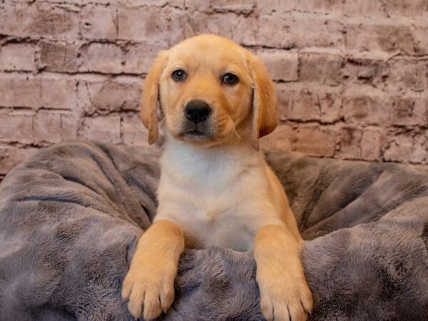 Labrador Retriever- Available 2/23-DOG-Female-Yellow-972-PetCenter Old Bridge, New Jersey