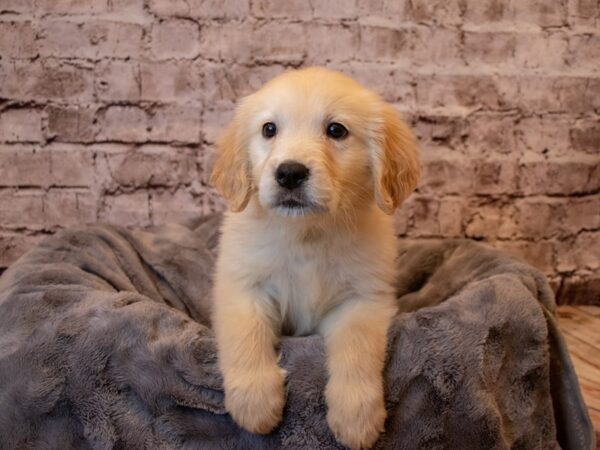 Golden Retriever-DOG-Female-Golden-970-PetCenter Old Bridge, New Jersey