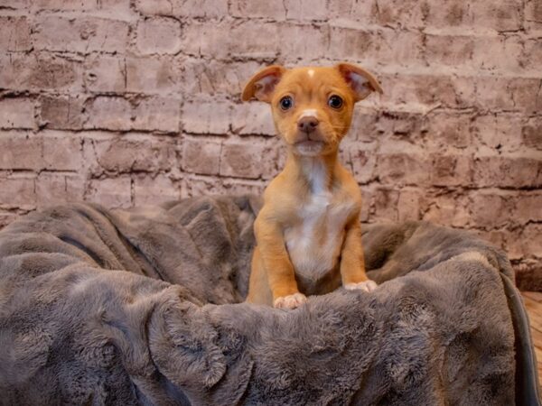 Chiweenie- Available 2/23-DOG-Female-Fawn-976-PetCenter Old Bridge, New Jersey