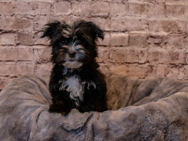 Mal-Shi- Available 2/23-DOG-Male-Black and White-981-PetCenter Old Bridge, New Jersey