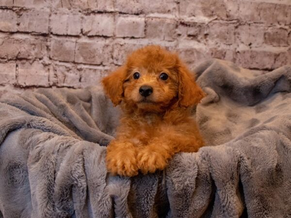 Poodle-DOG-Male-Red-974-PetCenter Old Bridge, New Jersey