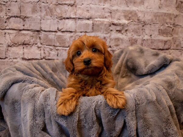 Mini Goldendoodle- Available 2/23-DOG-Male-Red-971-PetCenter Old Bridge, New Jersey