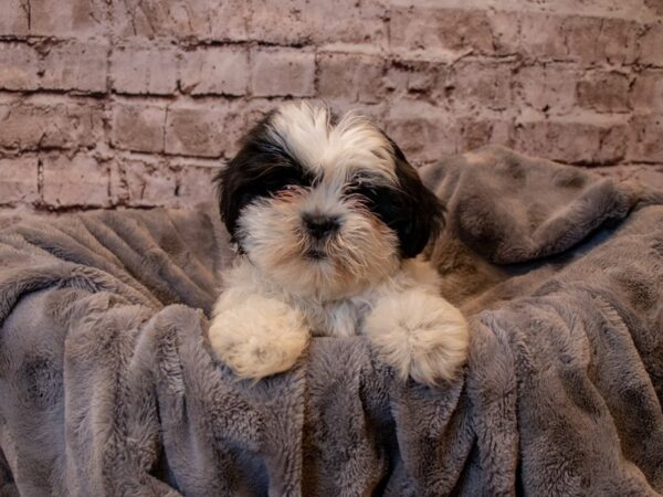 Shih Tzu- Available 2/23-DOG-Male-Black Gold and White-982-PetCenter Old Bridge, New Jersey
