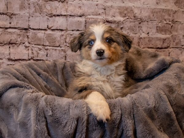 Miniature Australian Shepherd- Available 2/23-DOG-Female-Blue Merle White and Tan-980-PetCenter Old Bridge, New Jersey