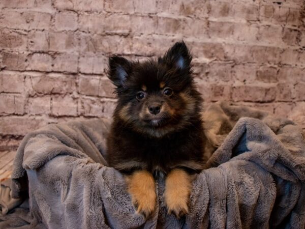 Pomeranian- Available 2/23-DOG-Female-Black and Tan-979-PetCenter Old Bridge, New Jersey