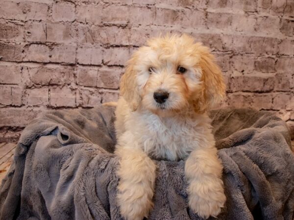 Goldendoodle- Available 2/23-DOG-Female-Cream-983-PetCenter Old Bridge, New Jersey