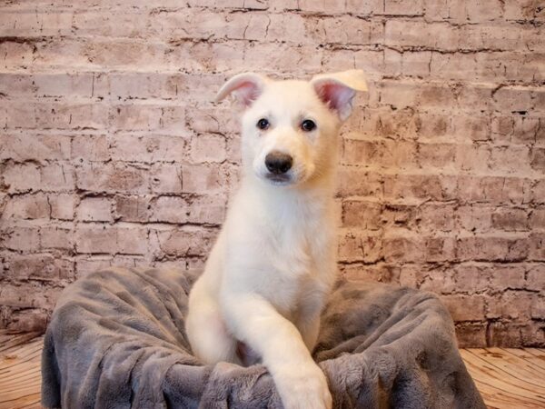 German Shepherd- Available 3/2-DOG-Male-White-990-PetCenter Old Bridge, New Jersey