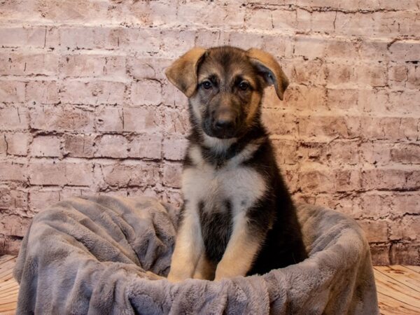 German Shepherd- Available 3/2-DOG-Female-Black / Tan-989-PetCenter Old Bridge, New Jersey