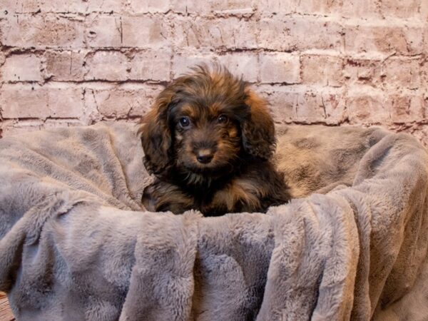 Aussiedoodle- Available 3/2-DOG-Female-Apricot-1000-PetCenter Old Bridge, New Jersey