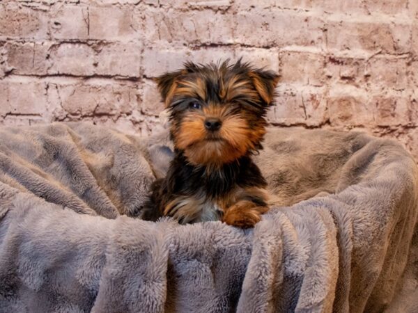 Yorkshire Terrier- Available 3/2-DOG-Male-Black and Tan-999-PetCenter Old Bridge, New Jersey