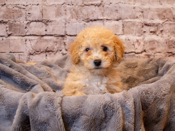 Bichon Poo- Available 3/2-DOG-Female-Apricot-995-PetCenter Old Bridge, New Jersey