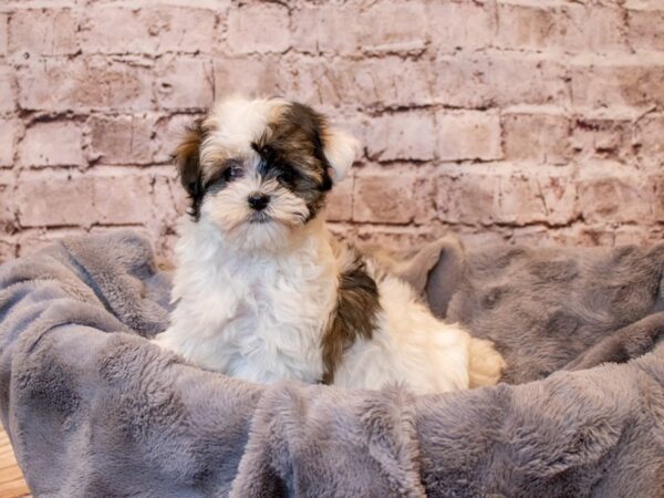 Havanese- Available 3/2-DOG-Male-Black White / Tan-985-PetCenter Old Bridge, New Jersey