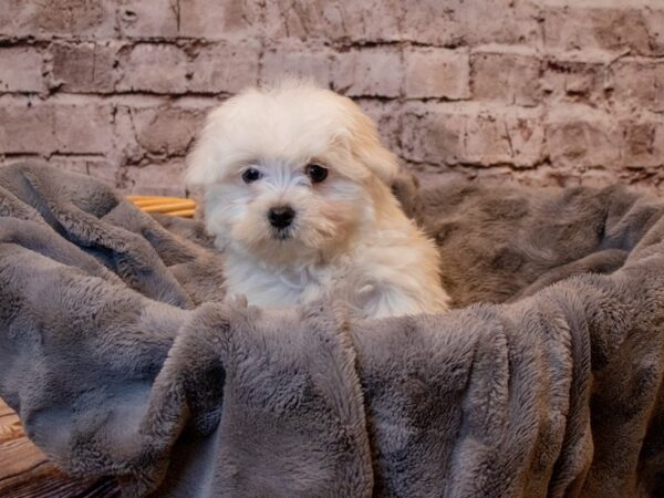 Maltese- Available 3/2-DOG-Male-White-986-PetCenter Old Bridge, New Jersey