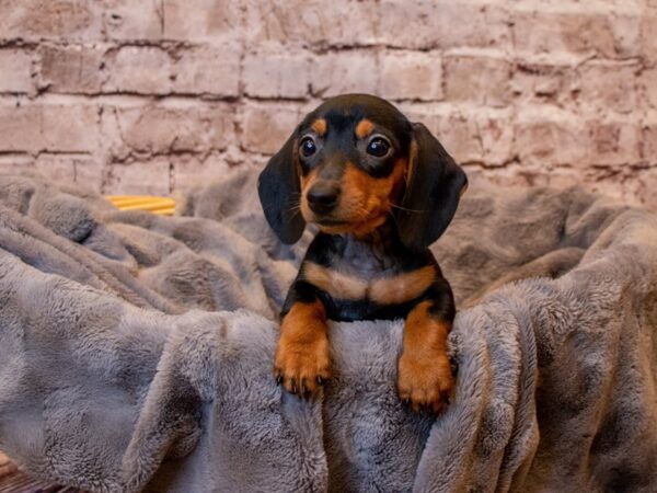 Dachshund- Available 3/2-DOG-Female-Wild Boar-987-PetCenter Old Bridge, New Jersey