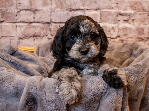 Cockapoo- Available 3/2-DOG-Male-Blue Merle-992-PetCenter Old Bridge, New Jersey