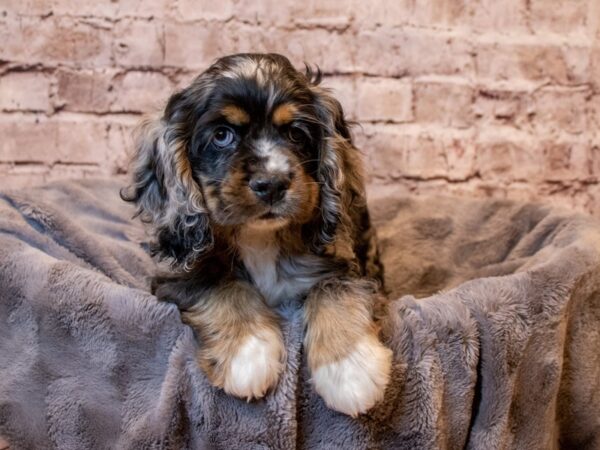 Cocker Spaniel- Available 3/2-DOG-Male-Blue Roan-988-PetCenter Old Bridge, New Jersey