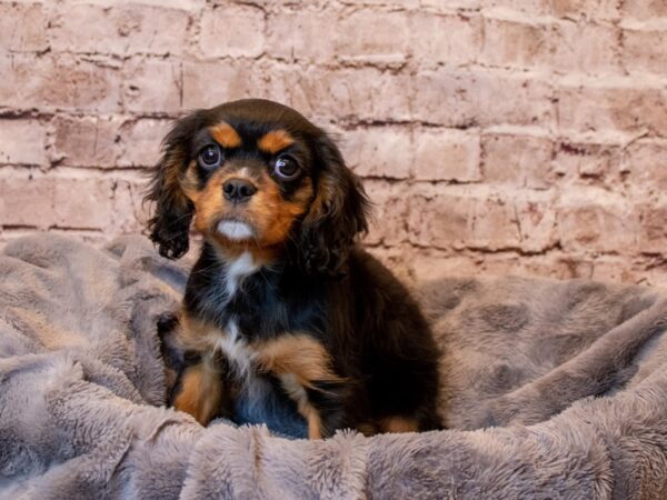 Cavalier King Charles Spaniel- Available 3/2-DOG-Male-Black-993-PetCenter Old Bridge, New Jersey