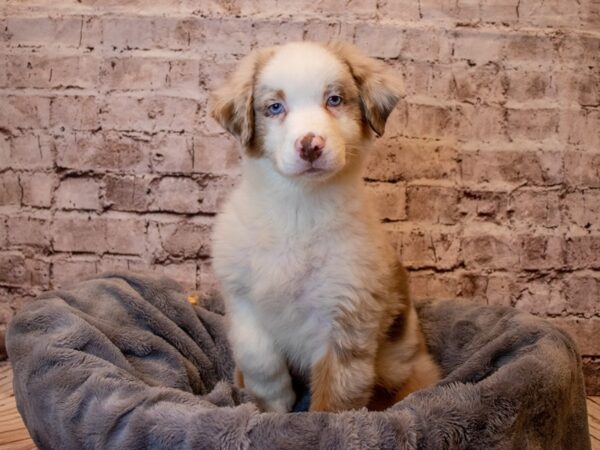 Australian Shepherd- Available 3/2-DOG-Male-Red Merle-991-PetCenter Old Bridge, New Jersey