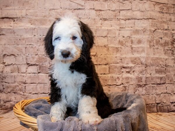 Old English Sheepadoodle- Available 3/2-DOG-Male-Black / White-994-PetCenter Old Bridge, New Jersey