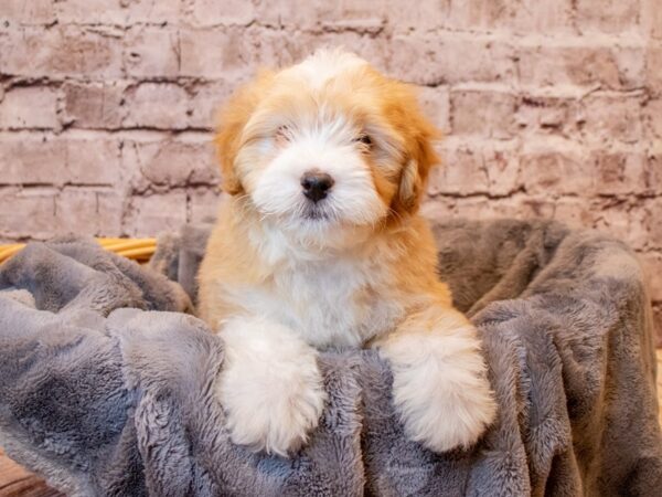 Miniature Bernedoodle- Available 3/2-DOG-Male-Apricot-997-PetCenter Old Bridge, New Jersey