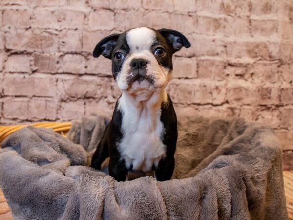 Boston Terrier- Available 3/2-DOG-Female-Black and White-998-PetCenter Old Bridge, New Jersey