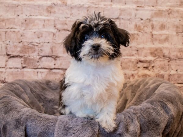 Coton De Tulear- Available 3/9-DOG-Female-Black / White-1007-PetCenter Old Bridge, New Jersey