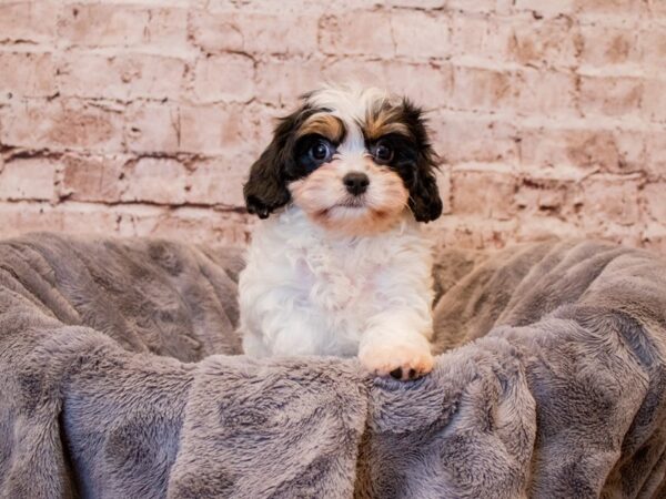 Cavachon- Available 3/9-DOG-Male-Tri-Colored-1010-PetCenter Old Bridge, New Jersey