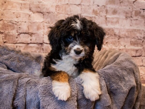 Mini Bernedoodle- Available 3/9-DOG-Female-Black Tan / White-1003-PetCenter Old Bridge, New Jersey