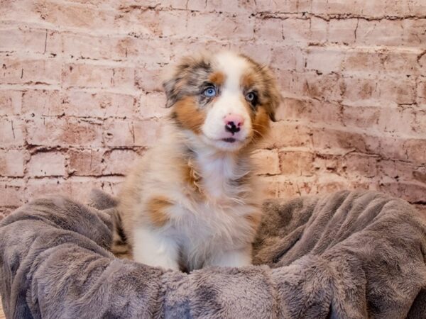 Australian Shepherd- Available 3/9-DOG-Male-Blue Merle-1004-PetCenter Old Bridge, New Jersey