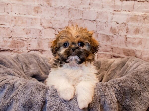 Shih Tzu-DOG-Female-Sable / White-1001-PetCenter Old Bridge, New Jersey