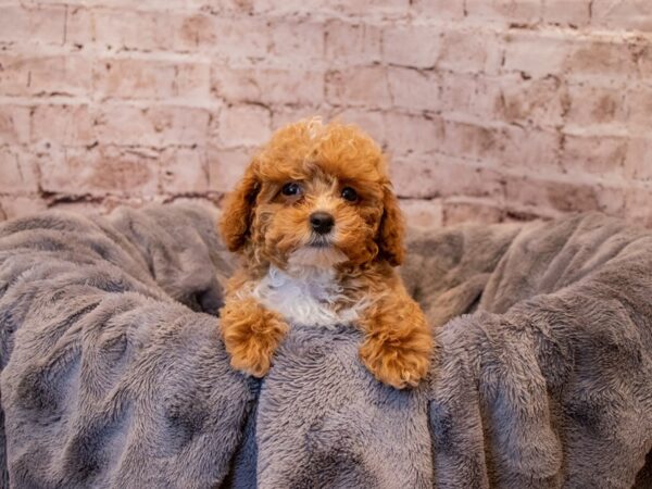 Poodle- Available 3/9-DOG-Male-Apricot-1008-PetCenter Old Bridge, New Jersey