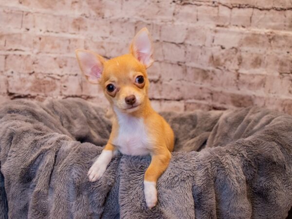 Chihuahua- Available 3/9-DOG-Male-Fawn / White-1006-PetCenter Old Bridge, New Jersey