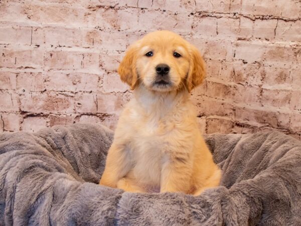 Golden Retriever-DOG-Female-Golden-1002-PetCenter Old Bridge, New Jersey