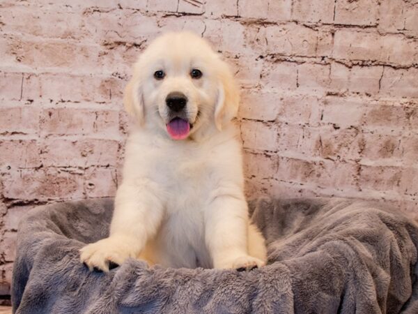 Golden Retriever- Available 3/9-DOG-Male-Cream-1005-PetCenter Old Bridge, New Jersey