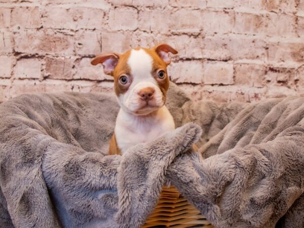 Boston Terrier- Available 3/9-DOG-Male-Seal and White-1011-PetCenter Old Bridge, New Jersey