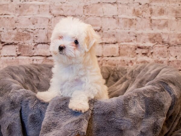 Maltese- Available 3/9-DOG-Female-White-1017-PetCenter Old Bridge, New Jersey