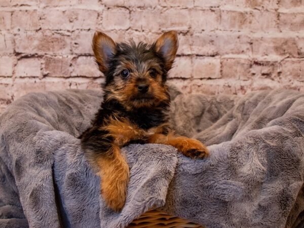 Yorkshire Terrier- Available 3/9-DOG-Male-Black and Tan-1012-PetCenter Old Bridge, New Jersey