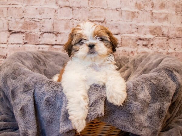 Shih Tzu- Available 3/9-DOG-Female-Red and White-1014-PetCenter Old Bridge, New Jersey