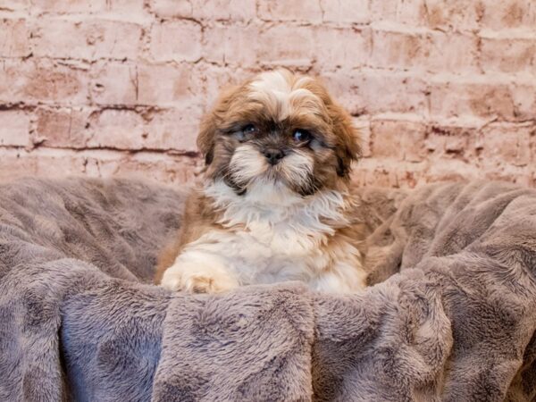 Shih Tzu- Available 3/9-DOG-Male-Blue and White-1013-PetCenter Old Bridge, New Jersey