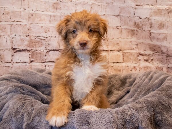 Aussiedoodle- Available 3/9-DOG-Male-Merle-1016-PetCenter Old Bridge, New Jersey
