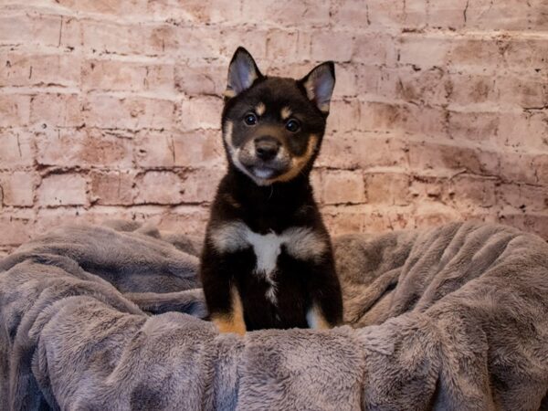 Shiba Inu- Available 3/9-DOG-Male-Black and Tan-1015-PetCenter Old Bridge, New Jersey