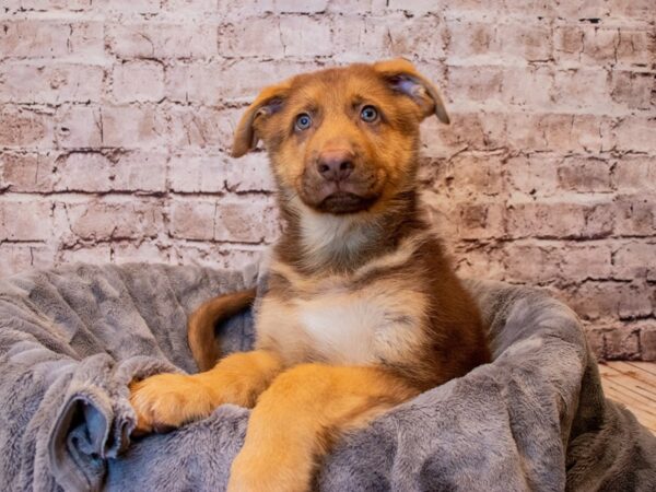 German Shepherd- Available 3/16-DOG-Male-Liver-1024-PetCenter Old Bridge, New Jersey