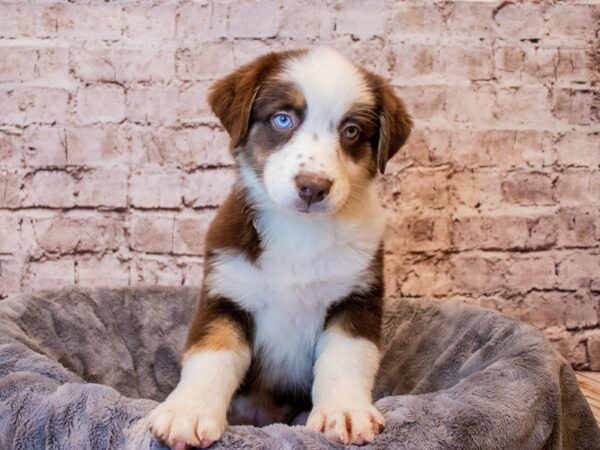 Australian Shepherd- Available 3/16-DOG-Female-Red-1025-PetCenter Old Bridge, New Jersey